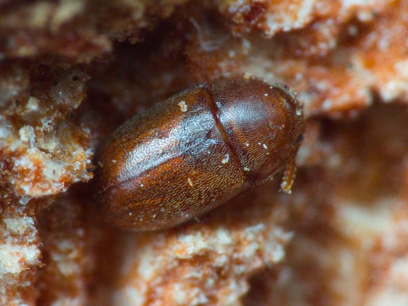 Pentaphyllus testaceus (Hellwig, 1792)